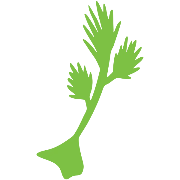 seedling - Plant Baby Plant