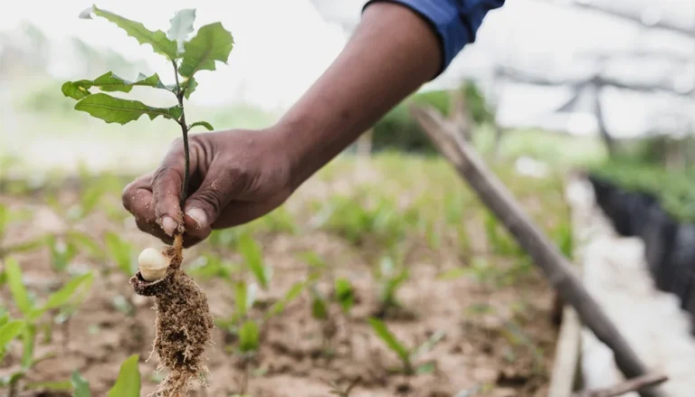 hand holding seedling and new growth