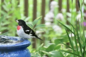 bird sitting on a blue birdbath