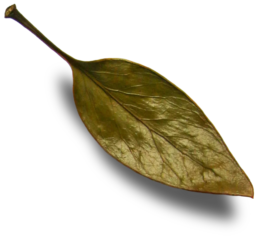floating-leaf