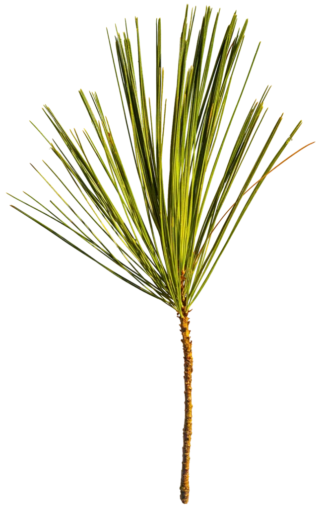 pine-needles