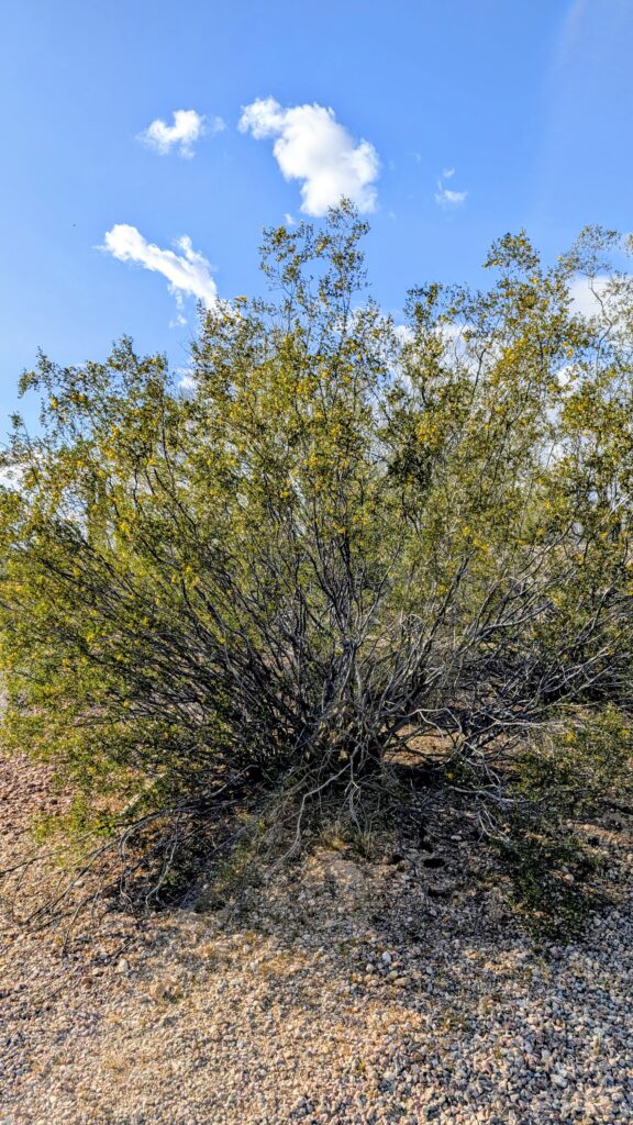 Creosote Wide Photo Credit To Ann Siqveland