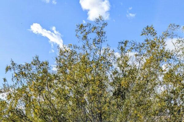 Creosote Wide Photo Credit To Ann Siqveland