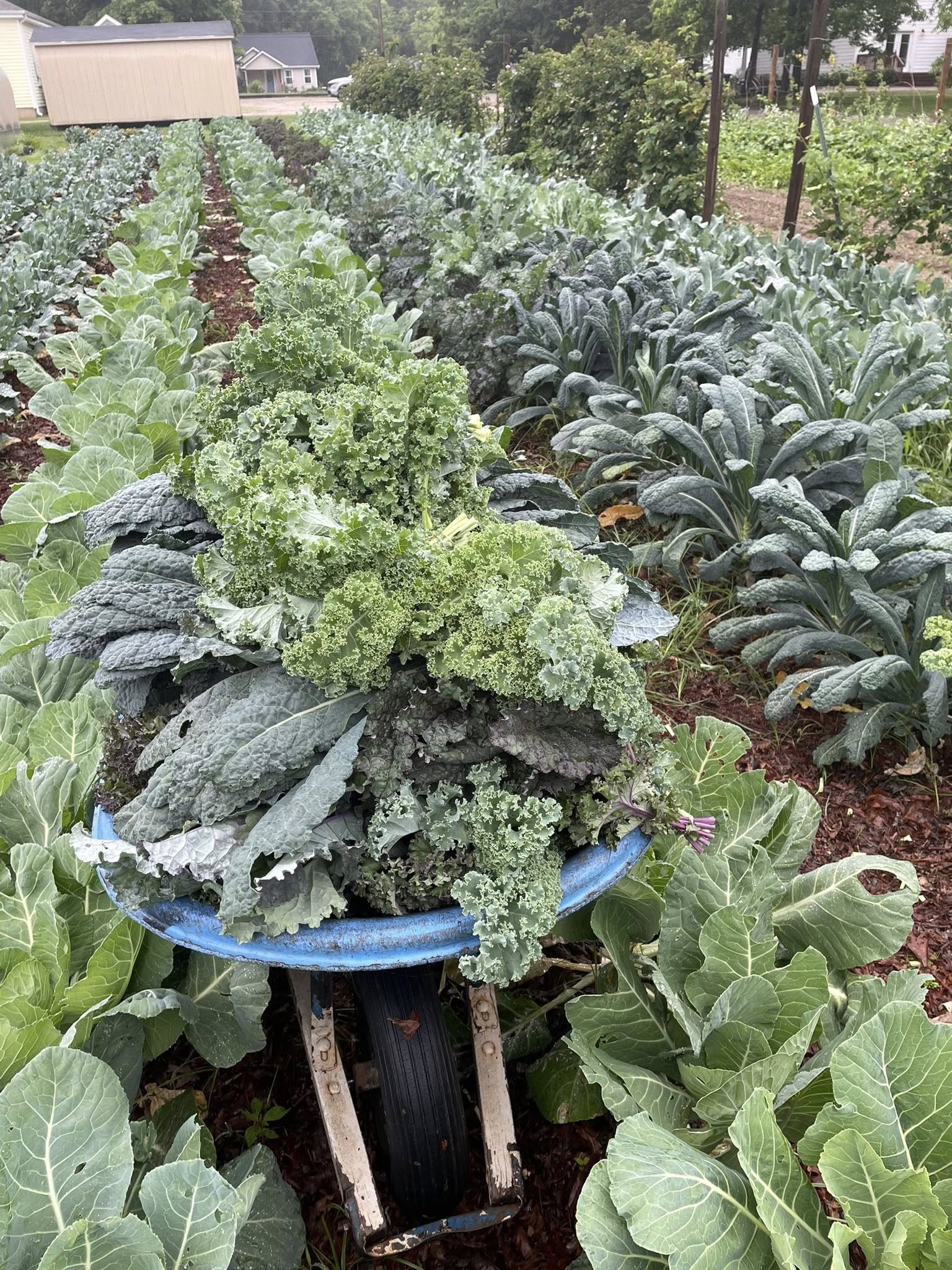 Title Image 3 503959739 1053870883509691 1887627740019688425 N Doug Schmidt