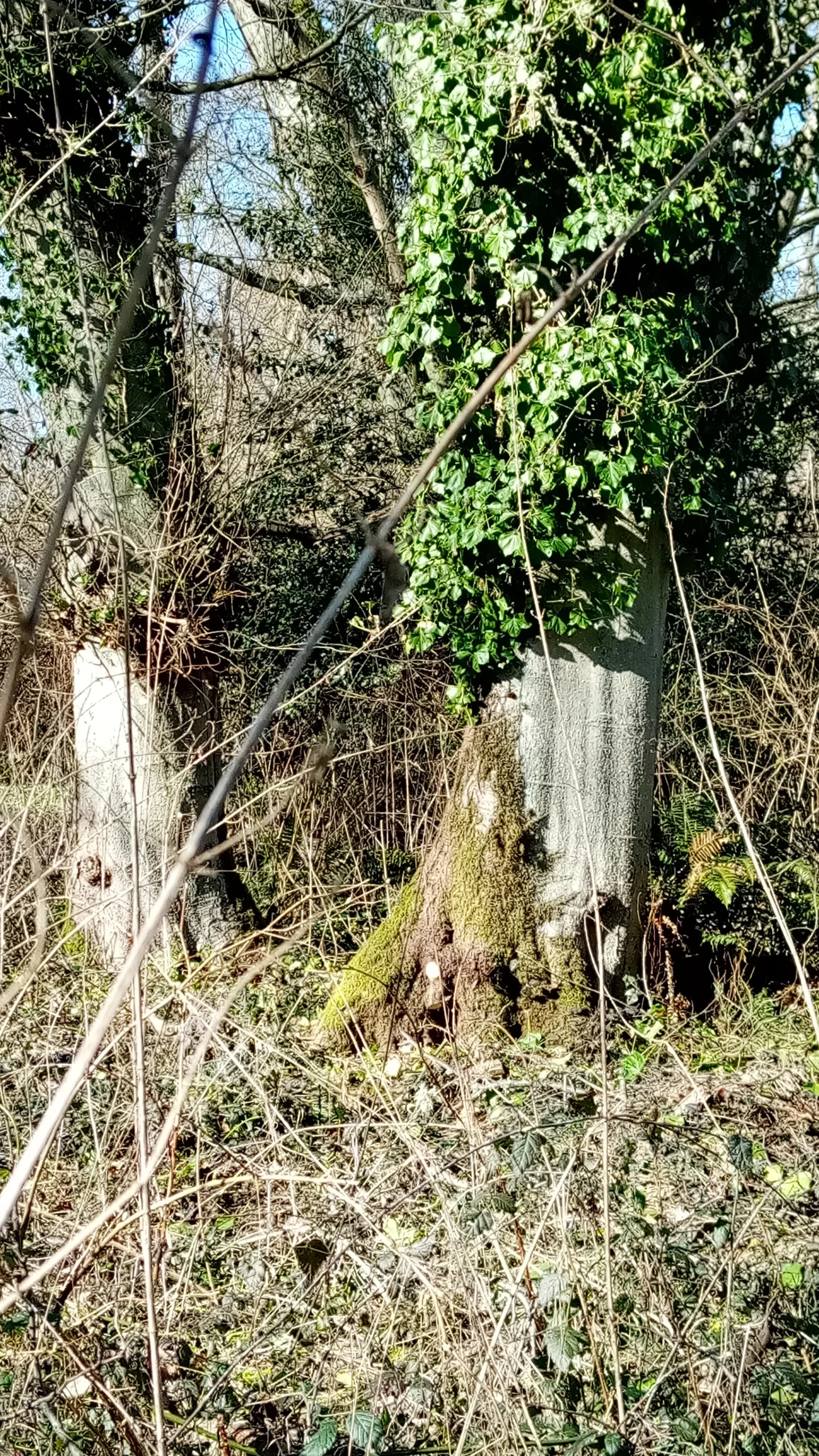 Title Image 4 Feb 27 More Ivy Trees Diane Emerson Copy