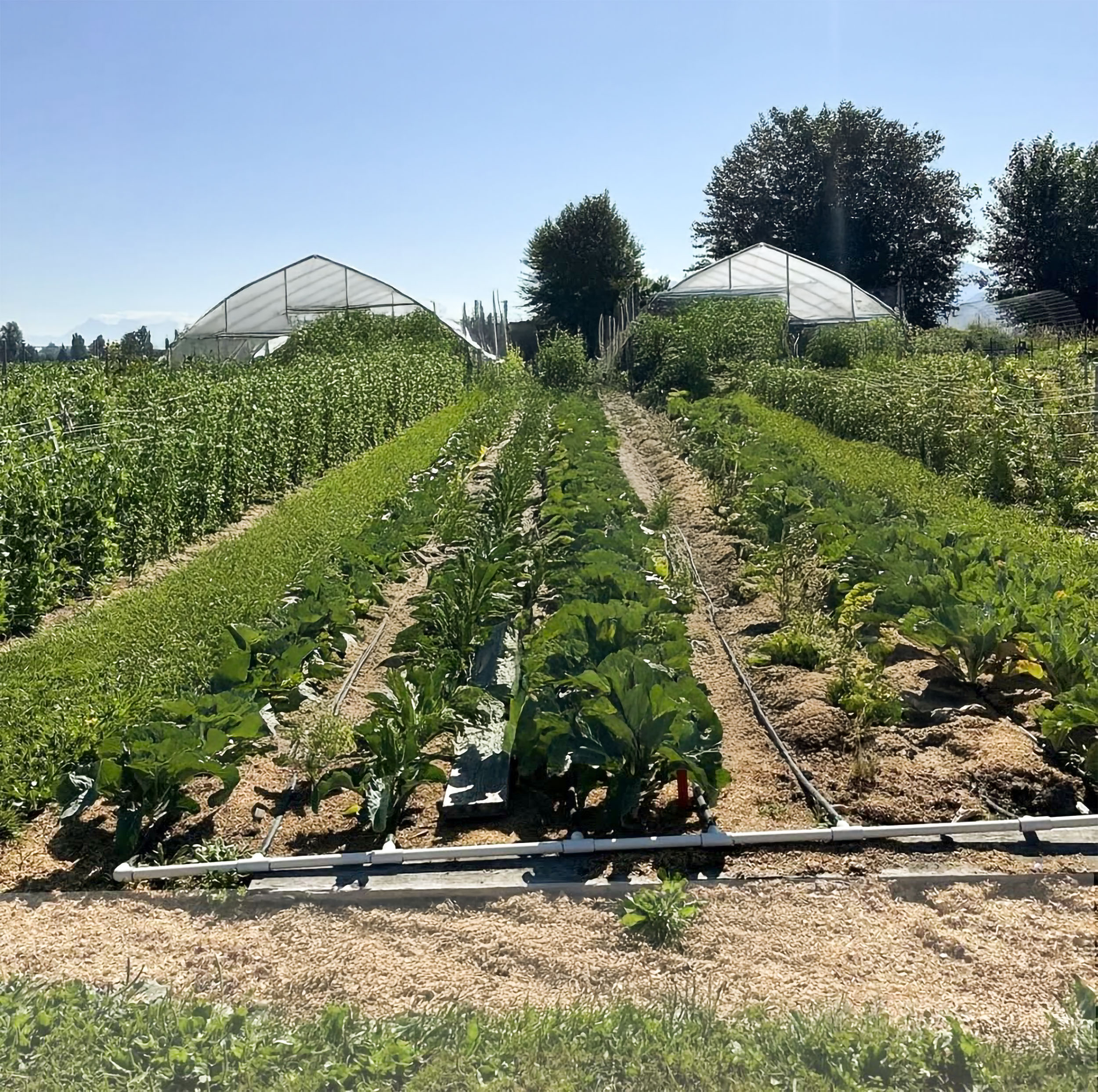 Title Image 1 Farm 1 Chantelle K