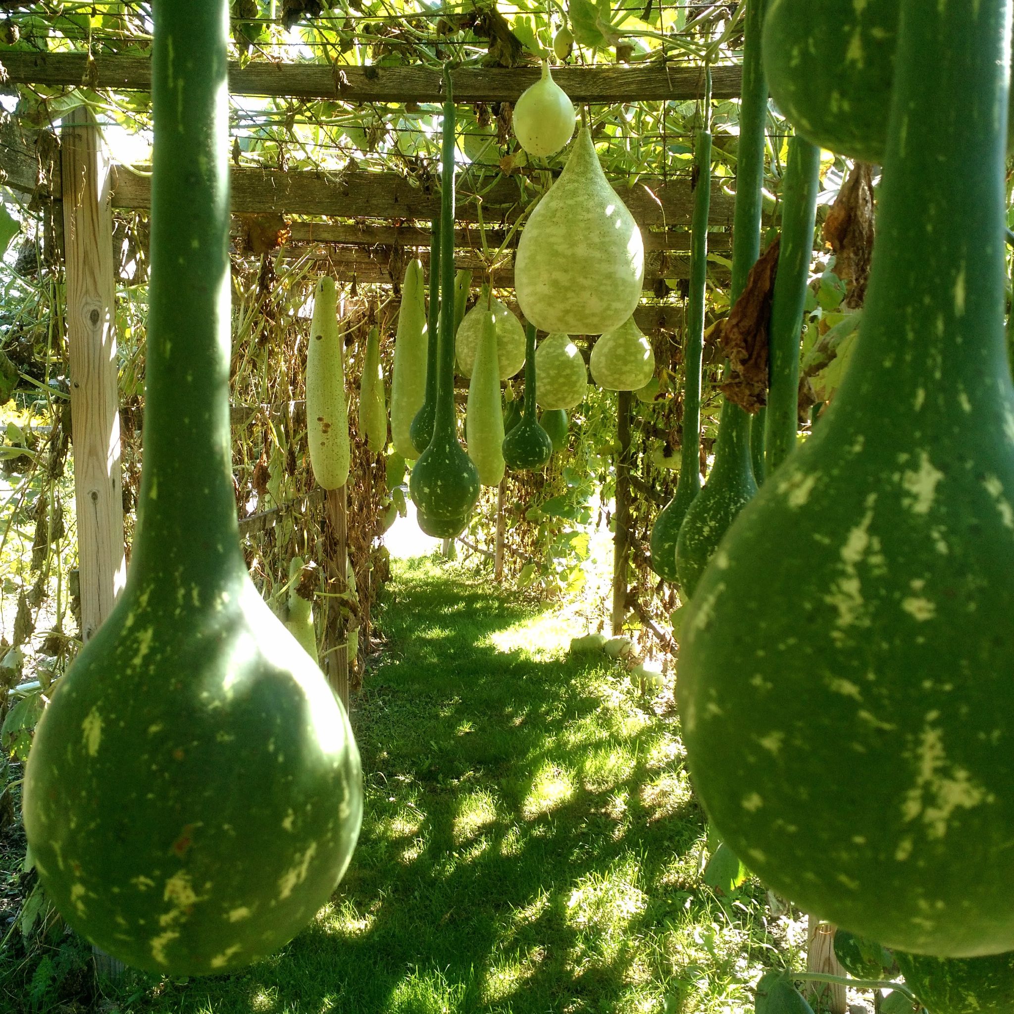 Hanging Gourds