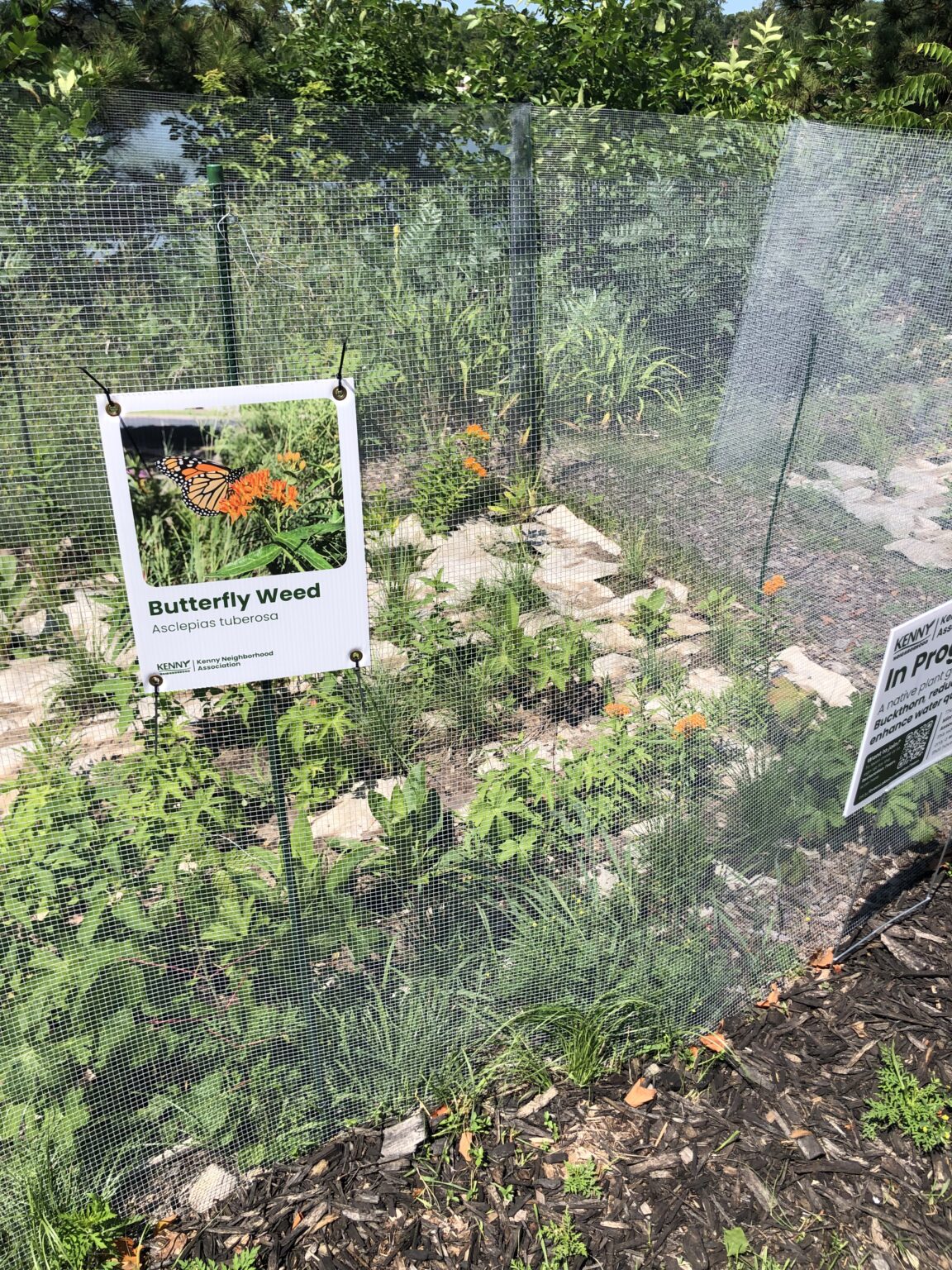 2026 07 05 Butterflyweed 1152x1536 1